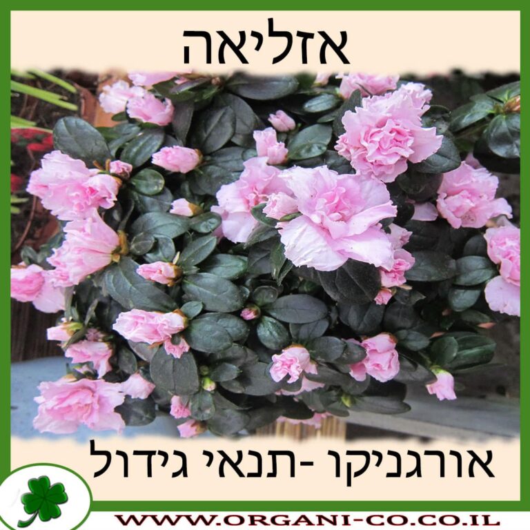 אזליאה אזליאה