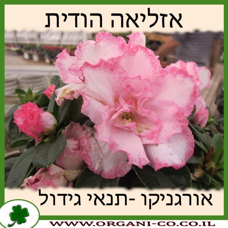 אזליאה הודית אזליאה הודית