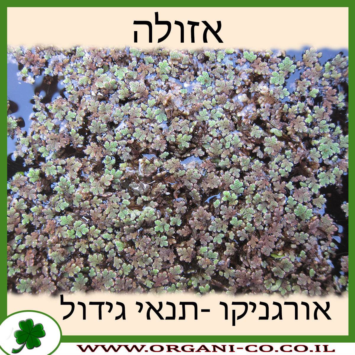 אזולה