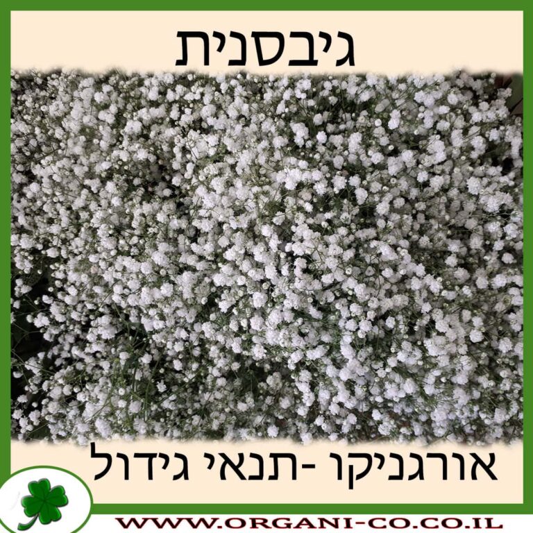 גיבסנית