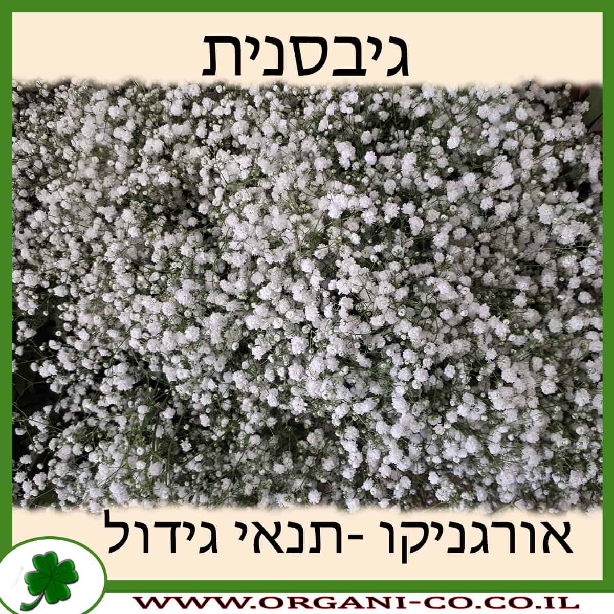 גיבסנית