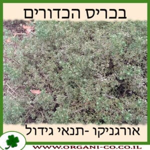 בכריס הכדורים