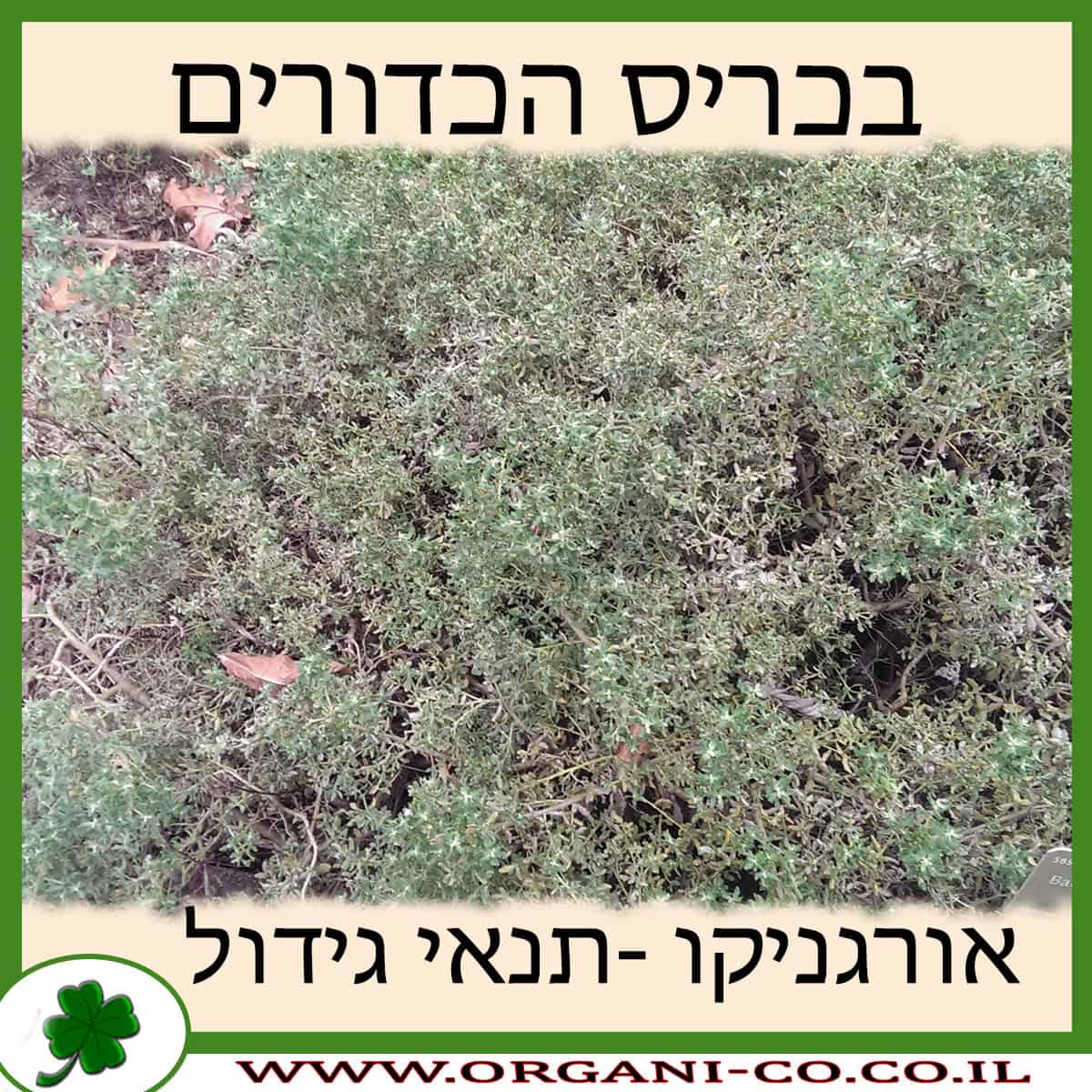 בכריס הכדורים