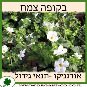 בקופה צמח