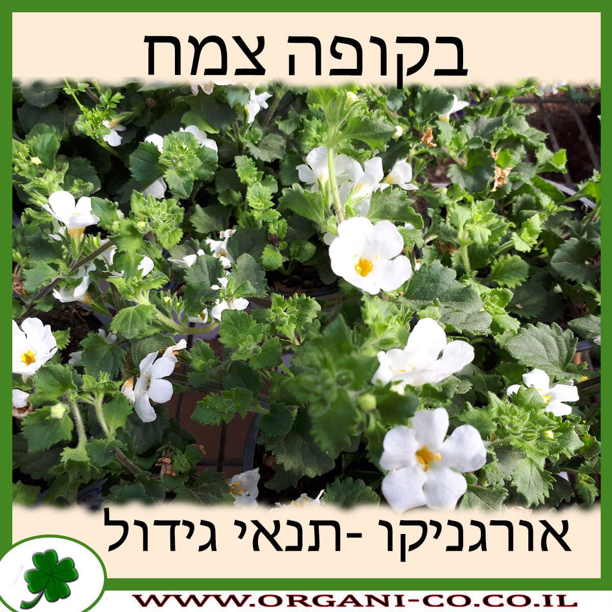 בקופה צמח