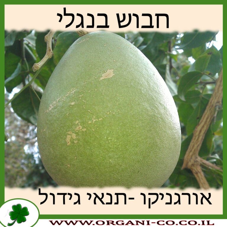 חבוש בנגלי