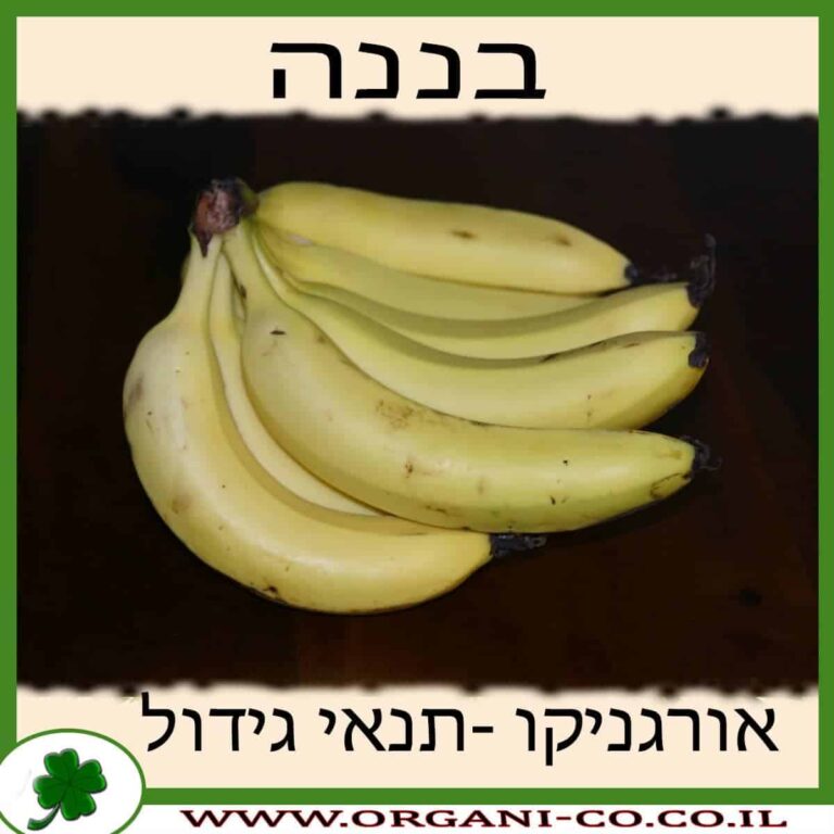 בננה עץ בננה גידול צמח