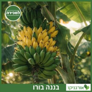בננה אורניקו (בורו) למכירה - מחיר