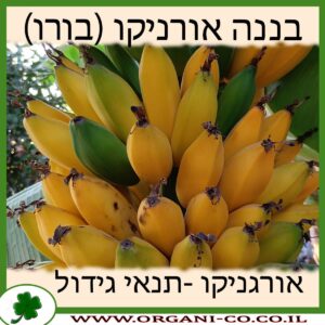 בננה אורניקו (בורו)