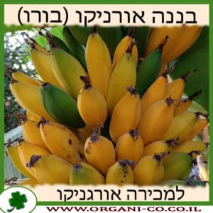 בננה אורניקו - בורו למכירה - מחיר