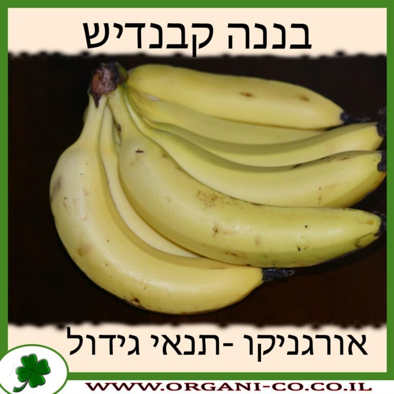 בננה קבנדיש בננה קבנדיש