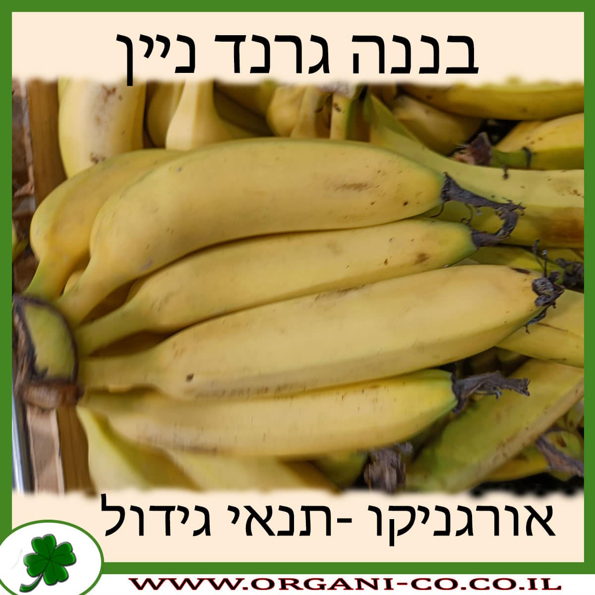 בננה גרנד ניין