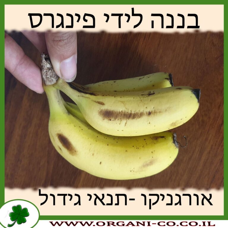 בננה לידי פינגרס בננה לידי פינגרס