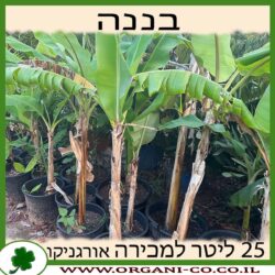 עץ בננה 25 ליטר