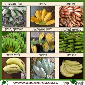 בננות - סוגי בננה