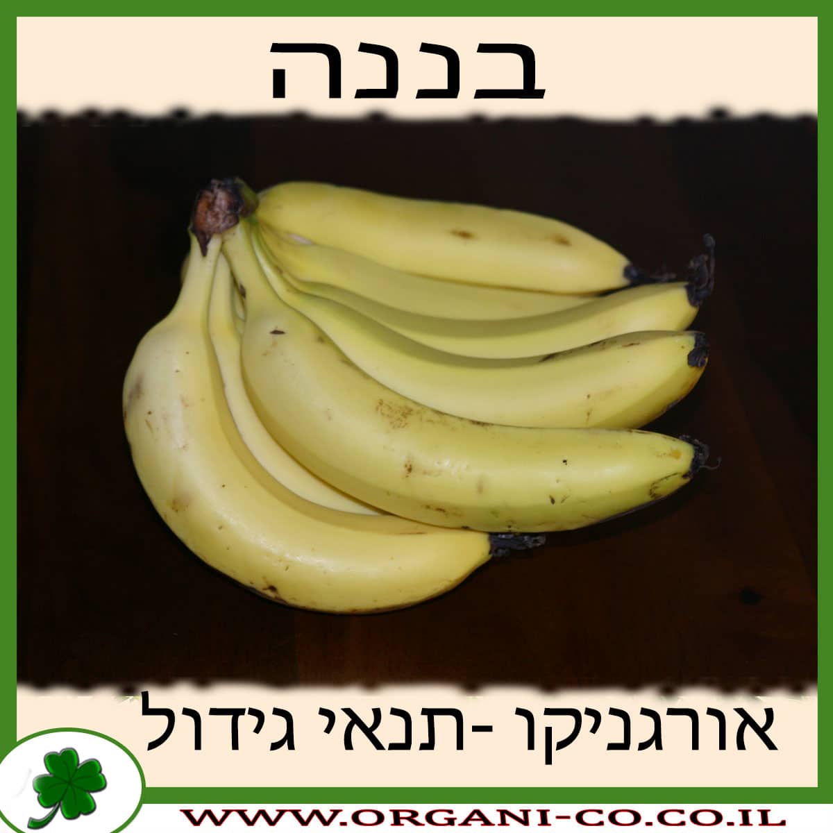 בננה גידול צמח