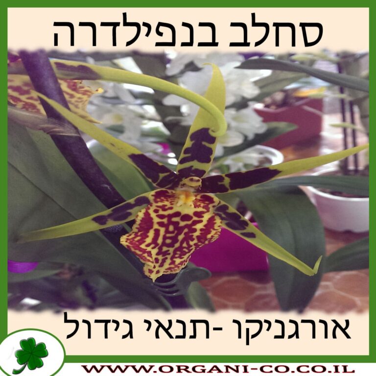 סחלב בנפילדרה סחלב בנפילדרה