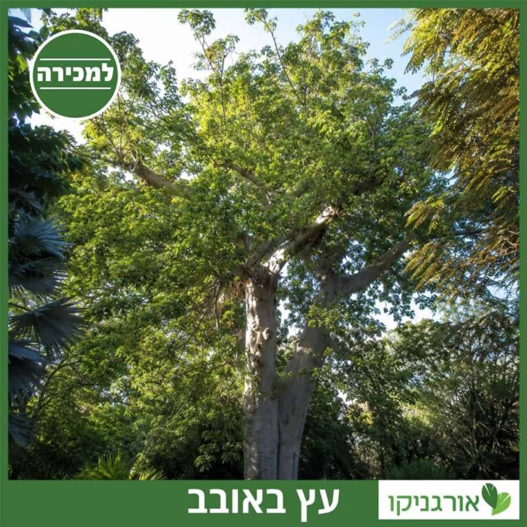 עץ באובב למכירה