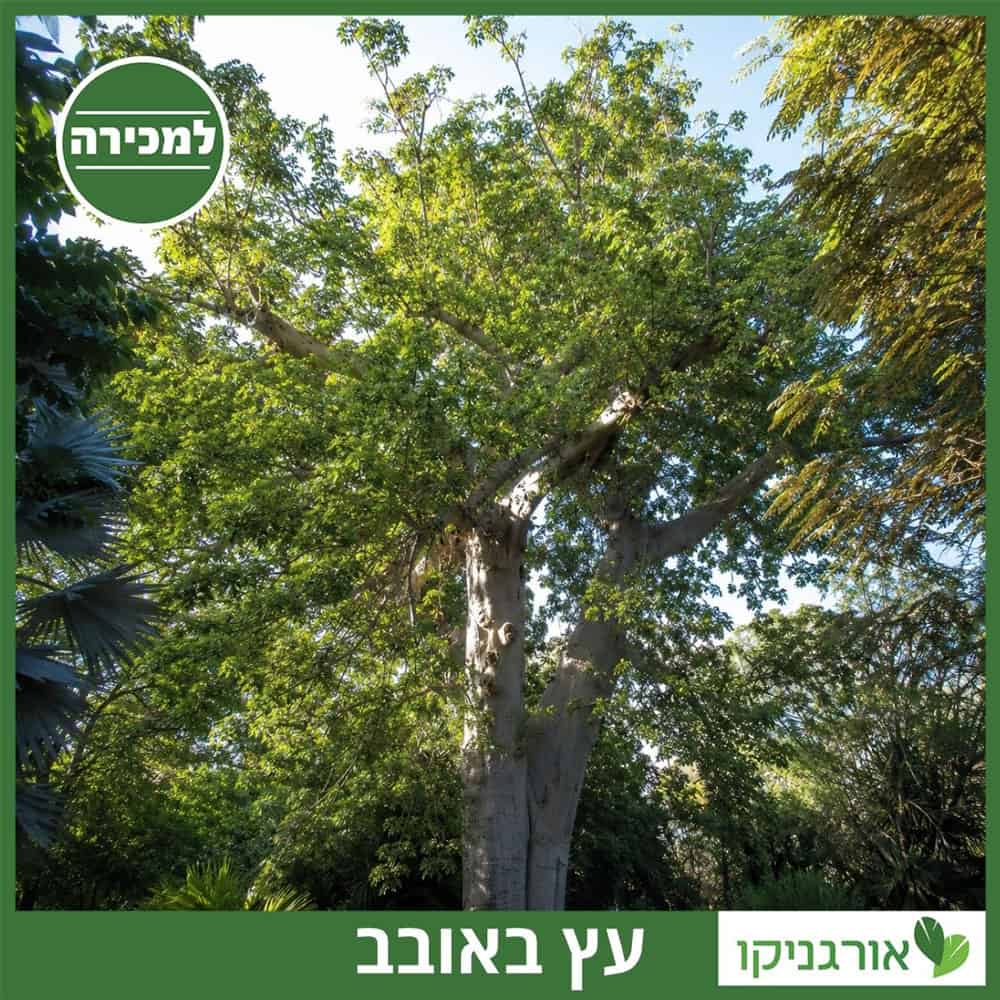 עץ באובב למכירה