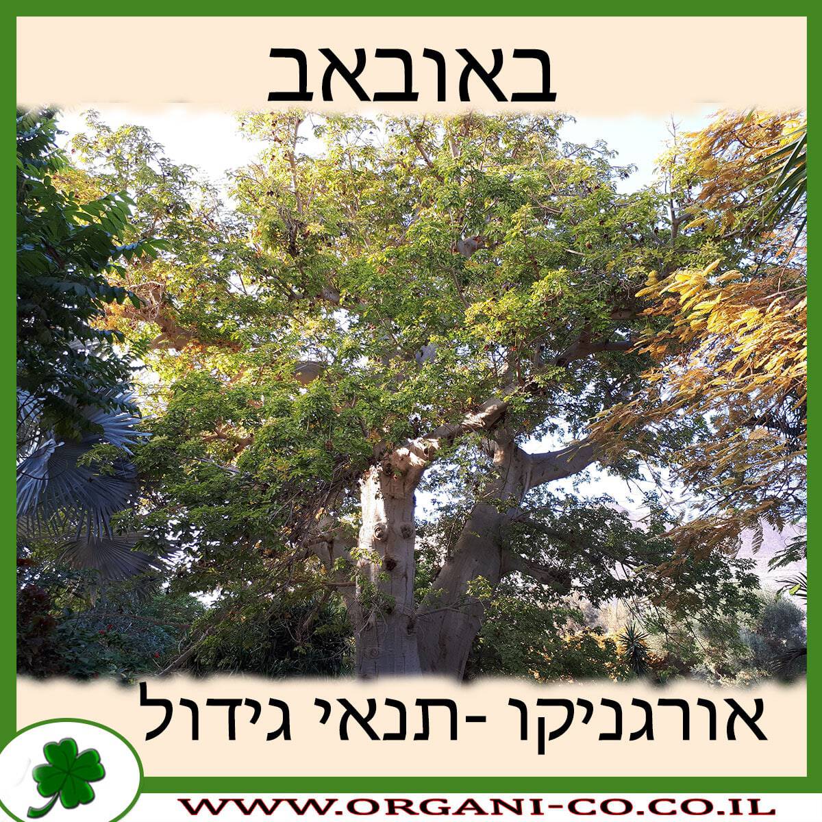 באובאב עץ