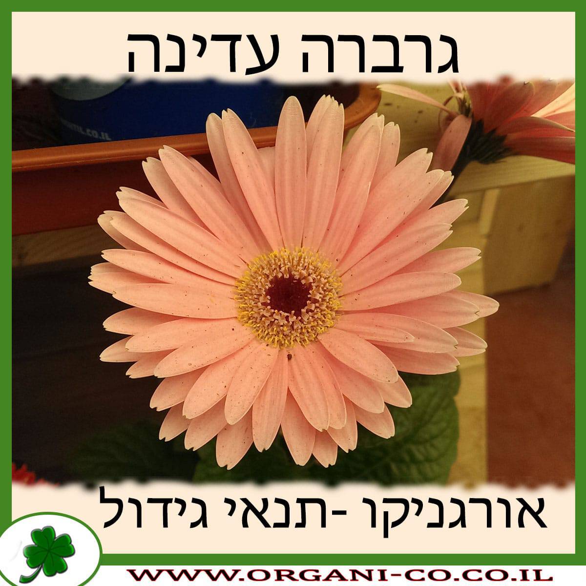 גרברה עדינה