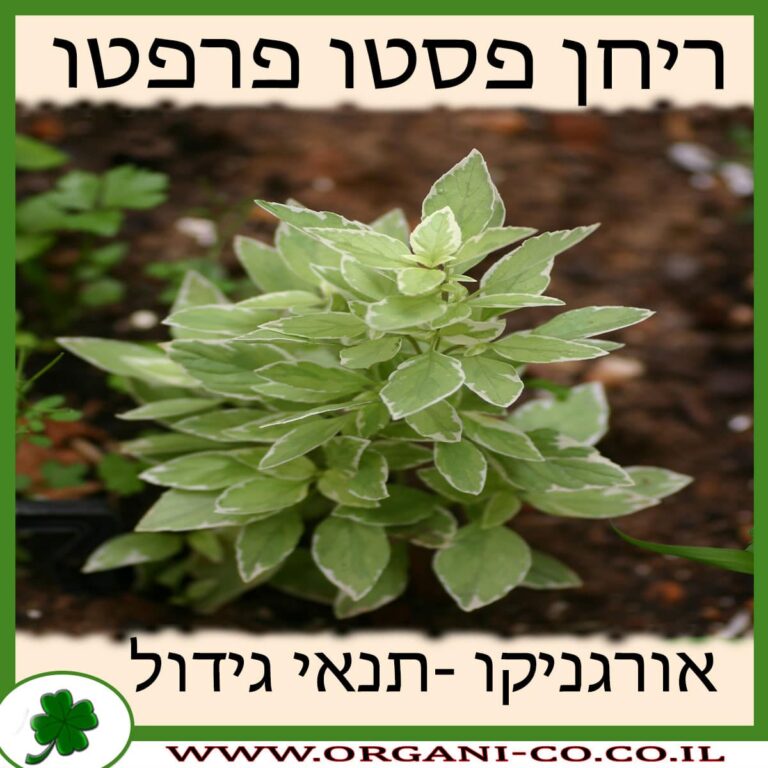 ריחן פסטו פרפטו ריחן פסטו פרפטו גידול צמח