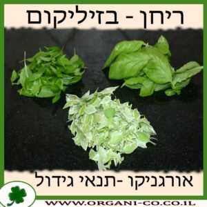 ריחן – בזיליקום גידול צמח