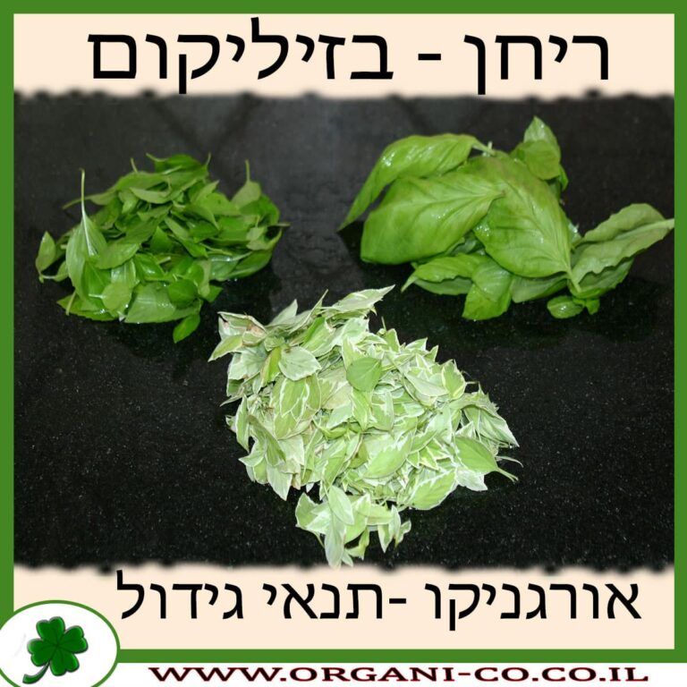 ריחן – בזיליקום ריחן – בזיליקום גידול צמח