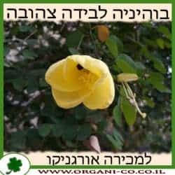 בוהיניה לבידה צהובה 50 ליטר