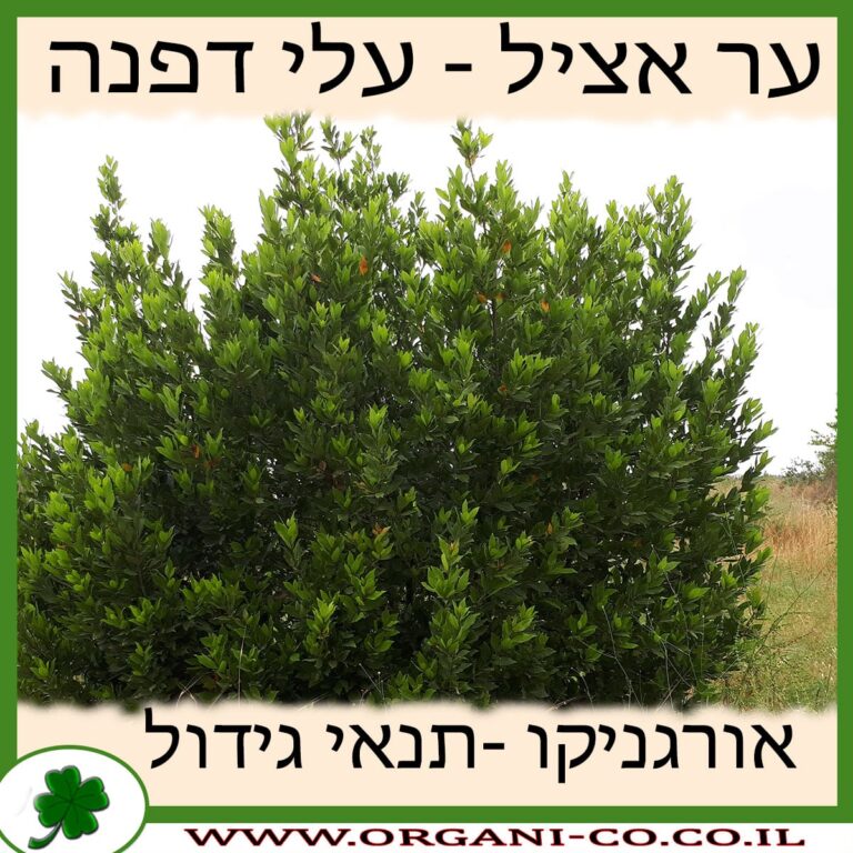 ער אציל ער אציל גידול צמח