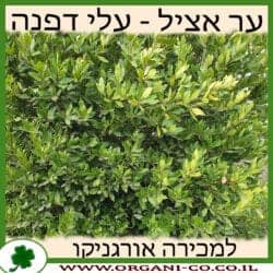 ער אציל עלי דפנה 50 ליטר