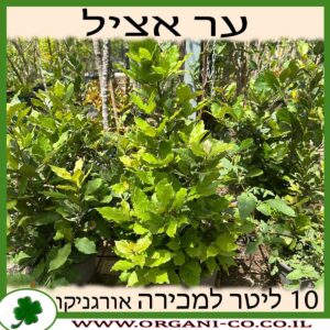 ער אציל - עלי דפנה 10 ליטר למכירה - מחיר