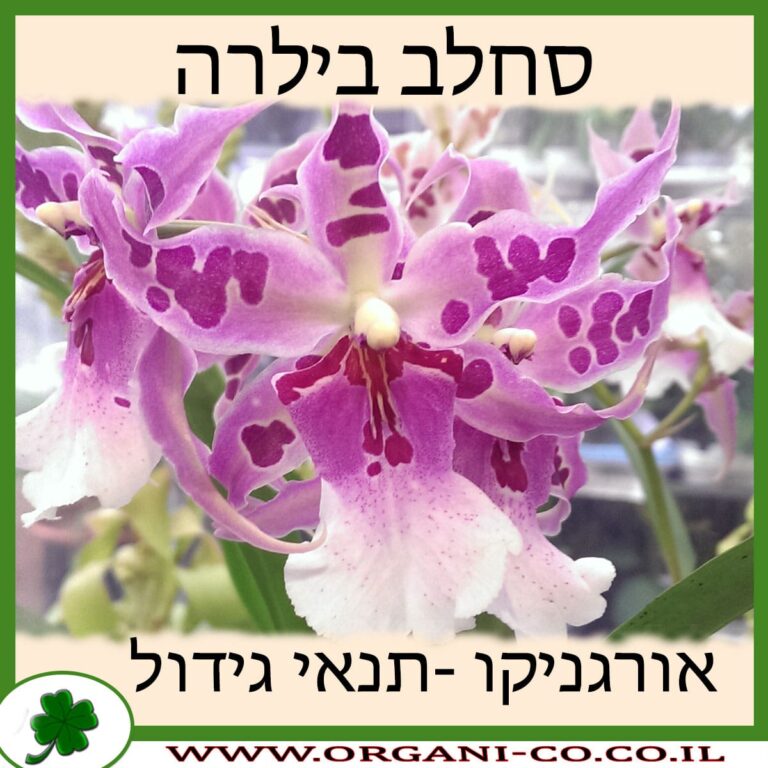 סחלב בילרה סחלב בילרה