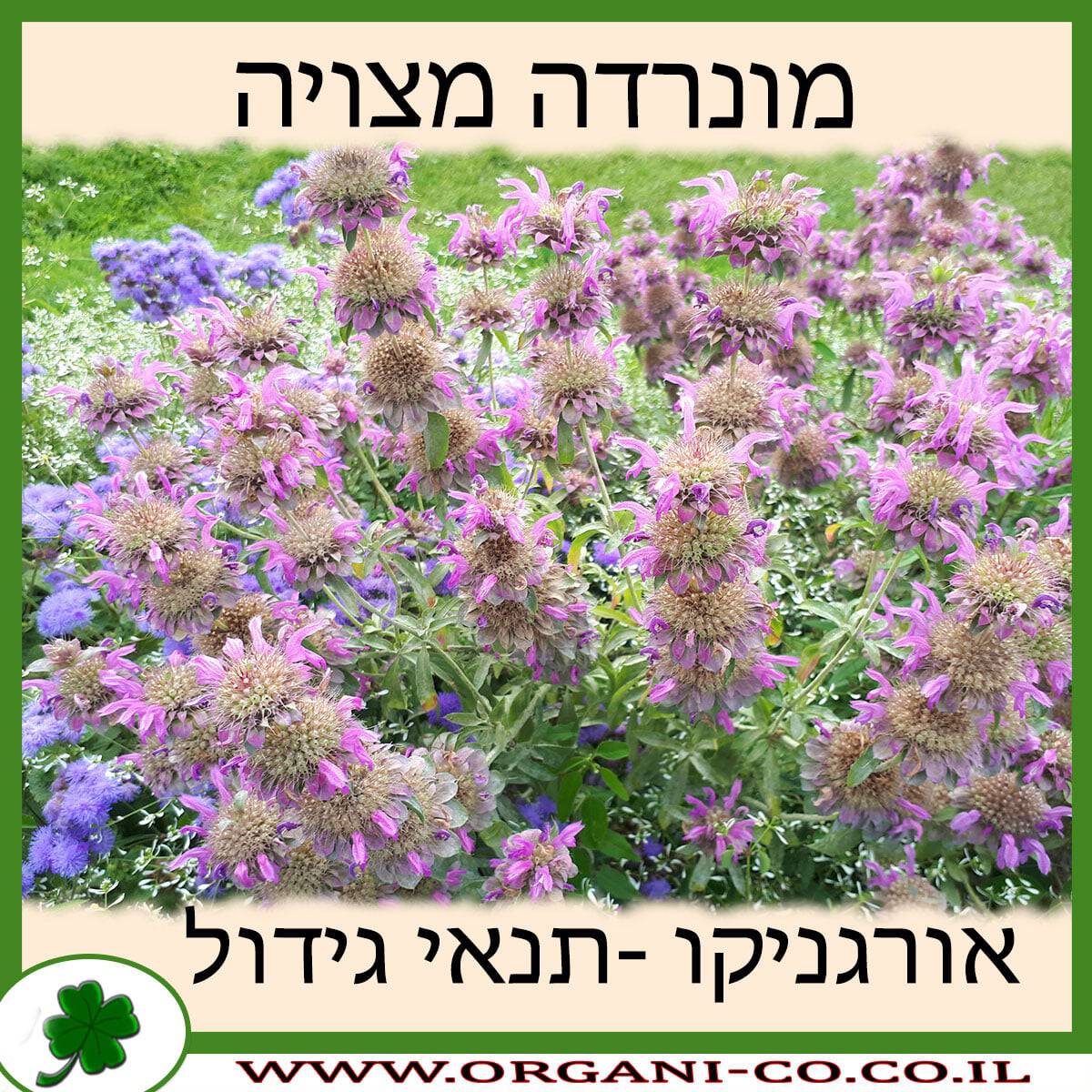 מונרדה מצויה