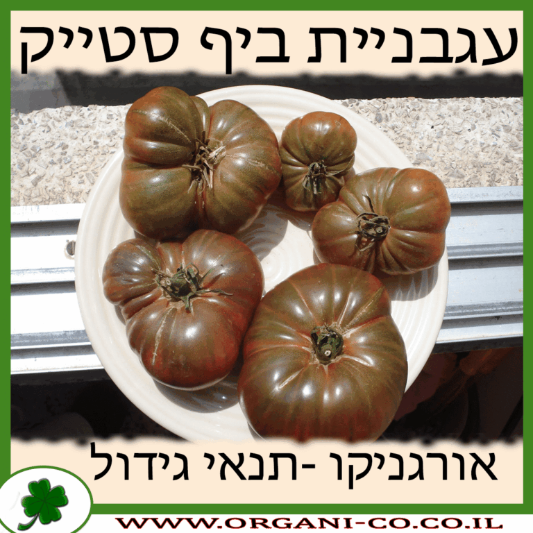 עגבניית ביף סטייק עגבניית ביף סטייק גידול צמח