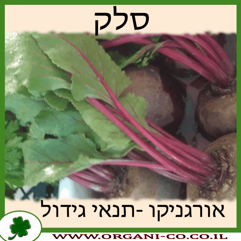 סלק סלק גידול צמח