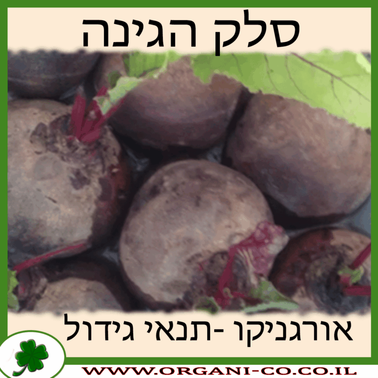 סלק הגינה סלק הגינה גידול צמח