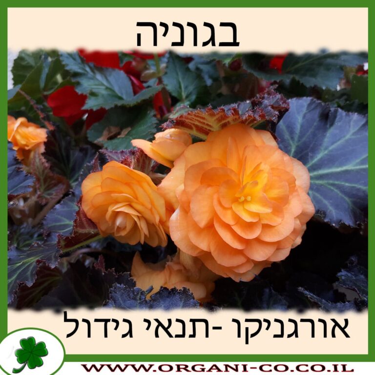 בגוניה בגוניה