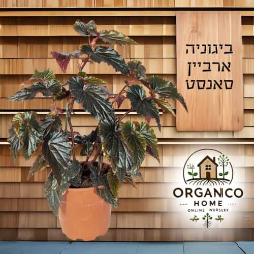 ביגוניה ארביין סאנסט למכירה - מחיר