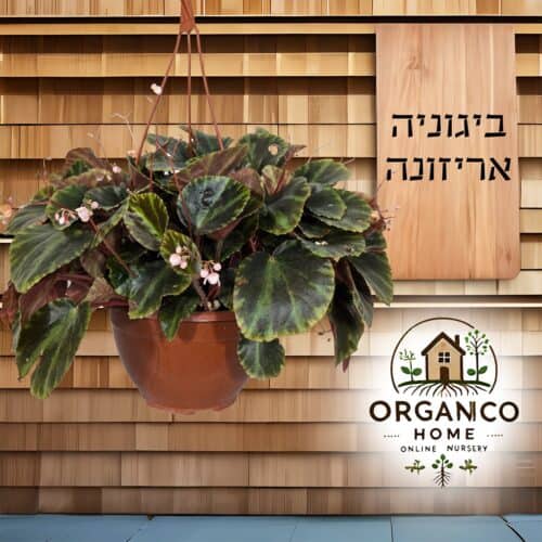 ביגוניה אריזונה למכירה - מחיר