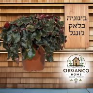 ביגוניה בלאק ג'ונגל למכירה - מחיר