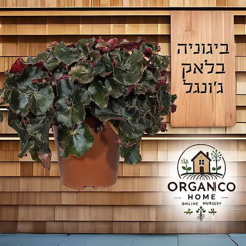 ביגוניה בלאק ג'ונגל למכירה - מחיר