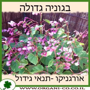 בגוניה גדולה