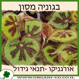 בגוניה מסון