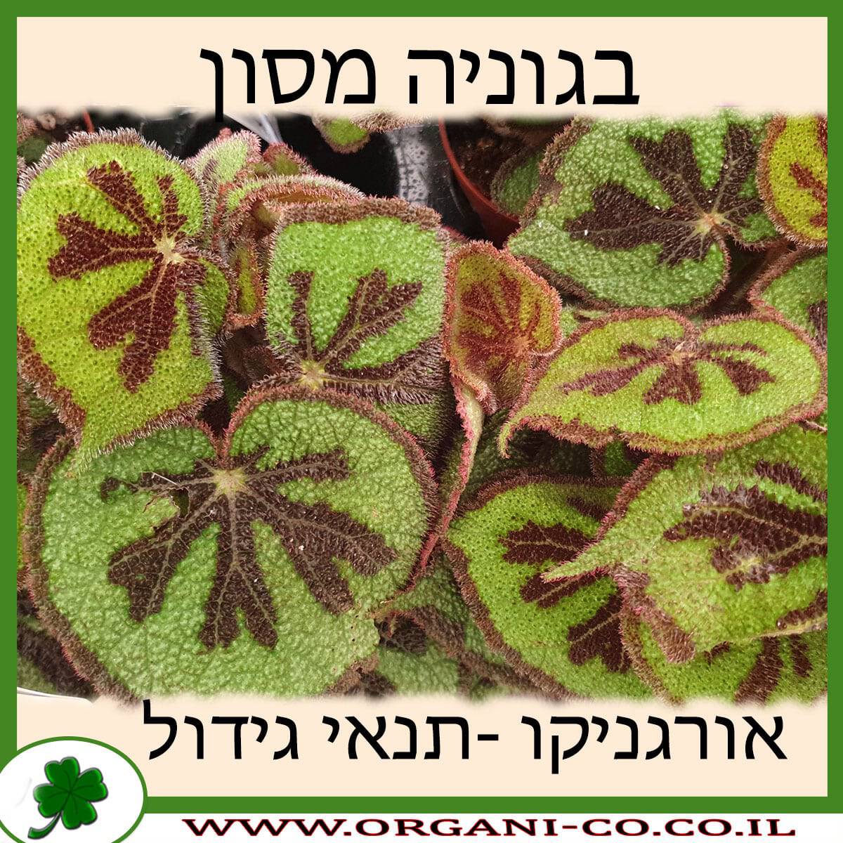 בגוניה מסון