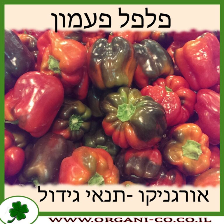 פלפל פעמון פלפל פעמון