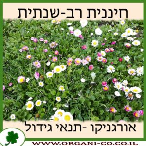 חיננית רב-שנתית