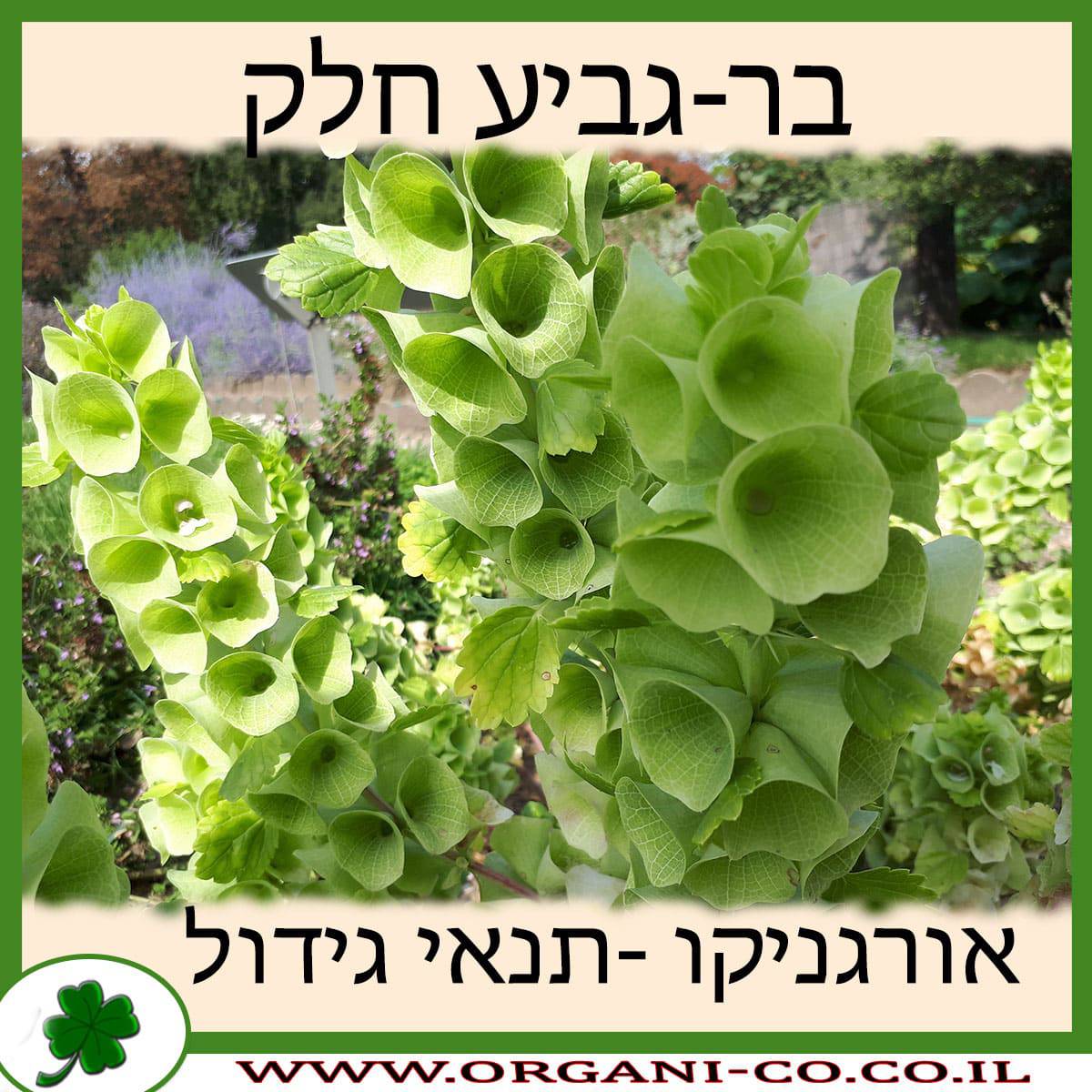 בר-גביע חלק