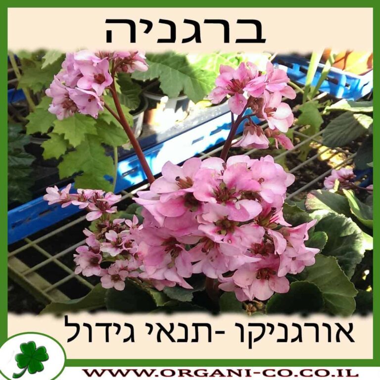 ברגניה ברגניה גידול צמח