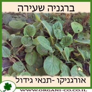 ברגניה שעירה